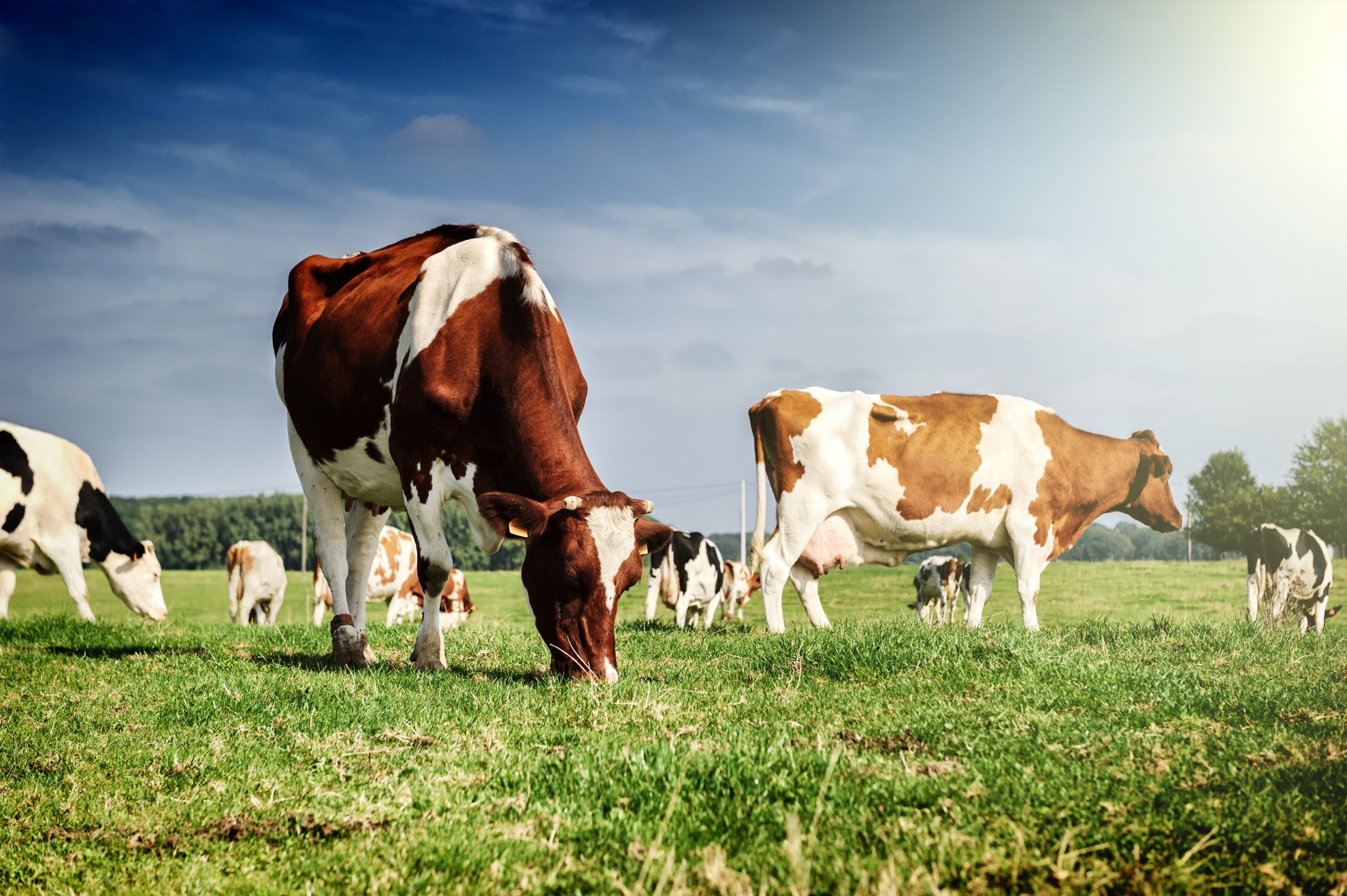 Fomos destaque de audiência na MilkPoint